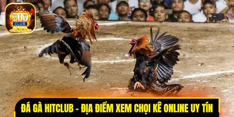 Đá gà HITCLUB - Địa điểm xem chọi kê online uy tín