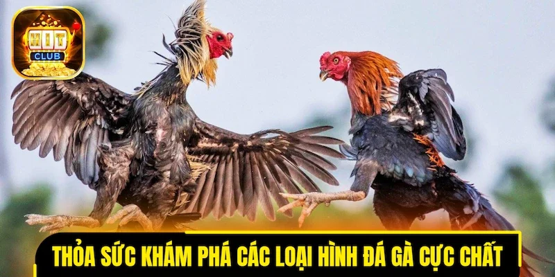 Thỏa sức khám phá các loại hình đá gà cực chất