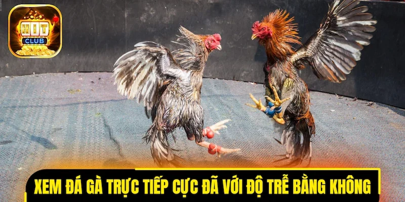 Xem đá gà trực tiếp cực đã với độ trễ bằng không